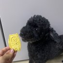 까까뭐멍냥 | [경기광주] 반려동물수제간식이 다양한, 까까뭐멍냥