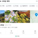 들국화가든 이미지