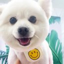 해피퍼피 미용실 이미지