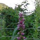 솔내음과 물소리 이미지