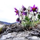 동강할미꽃펜션 이미지