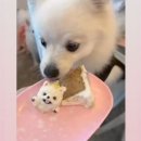 마닐마닐 수제간식 이미지