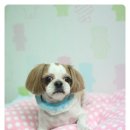 두리그루밍 이미지