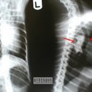 혜인종합 동물병원 이미지