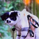 제주윤채 이미지