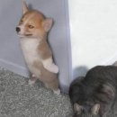 테다