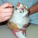 로잔동물의료센터 이미지