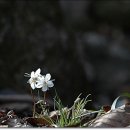 거제도 보호수종---변산바람꽃 이미지