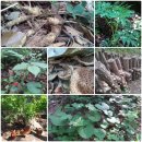 십년농장 이미지