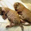 한사자농장 이미지