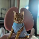 AK동물병원 네이버블로그