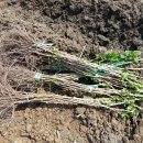 청화농장 이미지