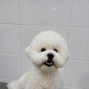 멍멍살롱 | 익산가위컷전문 익산에서 만난 최고의 애견미용샵, 멍멍살롱 후기