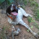 토끼사냥 이미지