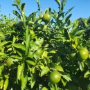 제주 올레길 13코스 이미지