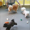 폴인럽 애견&고양이 미용 돌봄&호텔 이미지