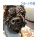 유폴 24시 애견셀프목욕 아산탕정점 | 아산 #유폴