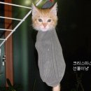 도도한고양이 이미지