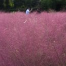 코스모스드림 이미지