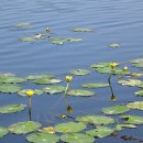 강림초등학교 앞 이미지