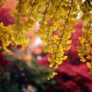 은행나무길 대여소 이미지