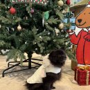 하울팟 한남점 | ssfw 강아지 패딩 에쎕떱 윈터베어 노터치 크림 포메라니안 착용 후기