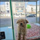 라이프독 강릉점 24시 강아지분양 고양이분양 이미지