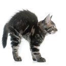 암사동물병원 이미지