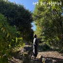 씨유제주동부휴게소점 | 12월 제주도 동백꽃 현황 제주 겨울 동부 가볼만한곳 가시림수목원