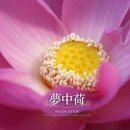 연꽃이야기 이미지