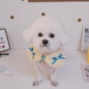 알콩달콩 애견미용실 이미지