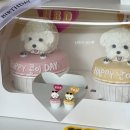 뽀미까까 이미지