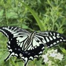 태안나비 이미지