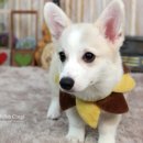 스튜디오코기 이미지