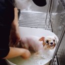 프란다스애견 이미지