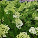 원식목장 이미지