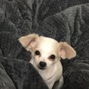 돈워리퍼피 이미지