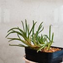 지니돌스 이미지