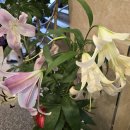수원-0711 Daum카페