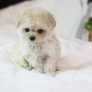 도그마루 강아지고양이 평택점 이미지