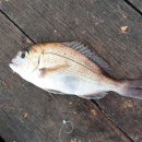 내림 펜션 이미지