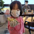 리프패럿 이미지