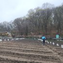 동이농장 | 드디어 주말농장 개장!! 봄 텃밭 첫날 퇴비 뿌리고 온 후기