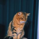 범과같이 이미지