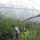 청리농장 | 블루베리체험 사계마을블루베리 서울근교 블루베리체험농장 예약방법 위치 후기