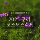 경기도 구리시 자전거교실 | 구리 코스모스 축제 2025 기본정보 개화현황 라인업 텐트 명당