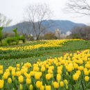 튤립