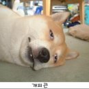 장군닭발 이미지