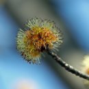 이름을 찾았읍니다...Maple Tree입니다...봄에 꽃이 먼저 피는 나무중에 하나... 이미지