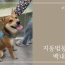 지동범 동물 안과 치과병원 이미지